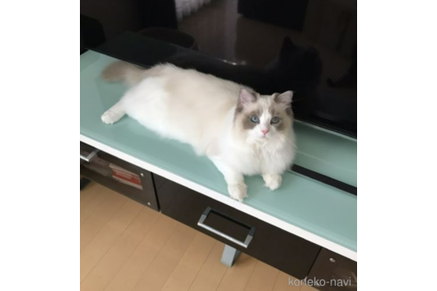 販売中のラグドールの親猫